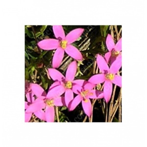 Centaury – Tausendgüldenkraut