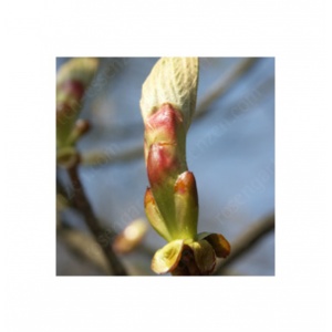 Chestnut Bud – Kastanienknospe